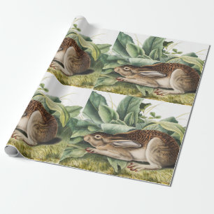 Papier Cadeau Lapin lièvre à queue noire (Lepus negricaudatus)