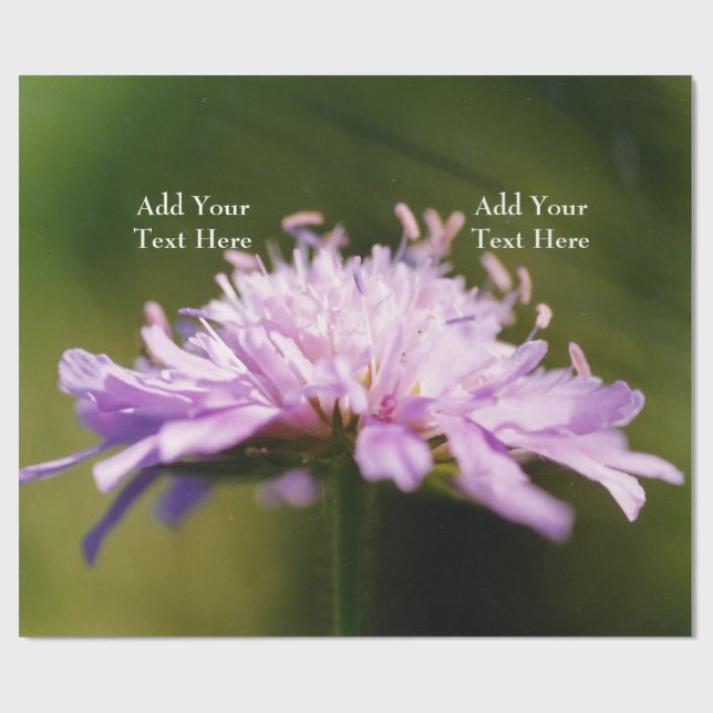 Papier Cadeau Lilac Scabious (Knautia arvensis) Fleur Custom (Plat)
