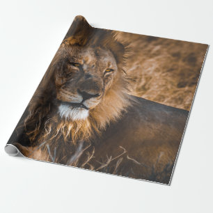 PAPIER CADEAU LION IN ETOSHA NATIONAL PARK