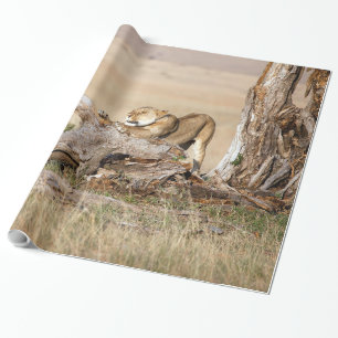 Papier Cadeau Lioness stretching