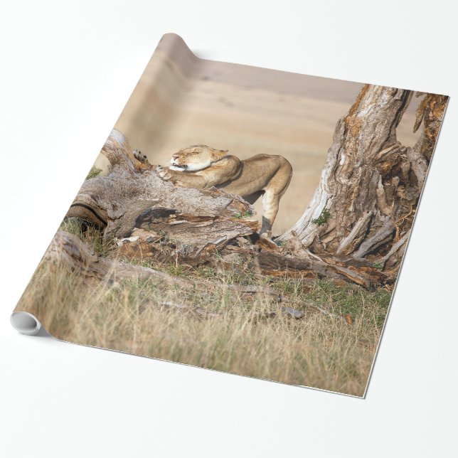 Papier Cadeau Lioness stretching (Déroulé)