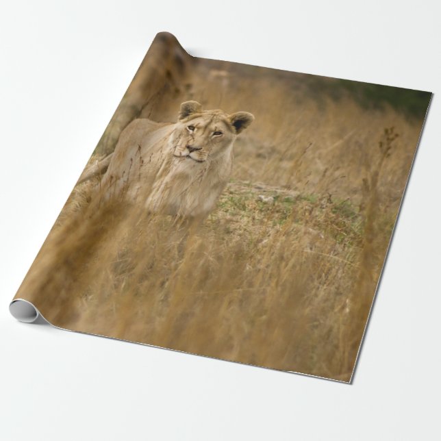 PAPIER CADEAU LIONNEUR DANS LA GRASSE (Déroulé)