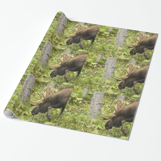 Papier Cadeau L'orignal (Déroulé)