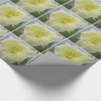 Lys blancs