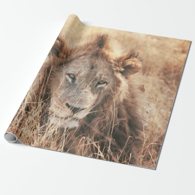 PAPIER CADEAU M. LION KING (Déroulé)