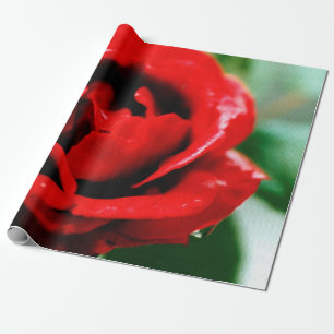 Papier Cadeau Magnifique rose rouge avec gouttes de rosée matina