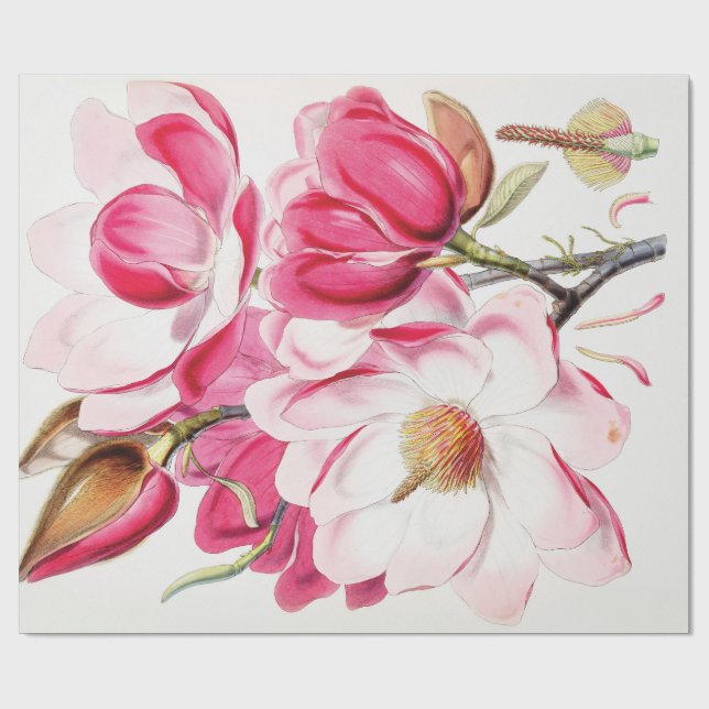 Papier Cadeau Magnolia de Campbell (Plat)