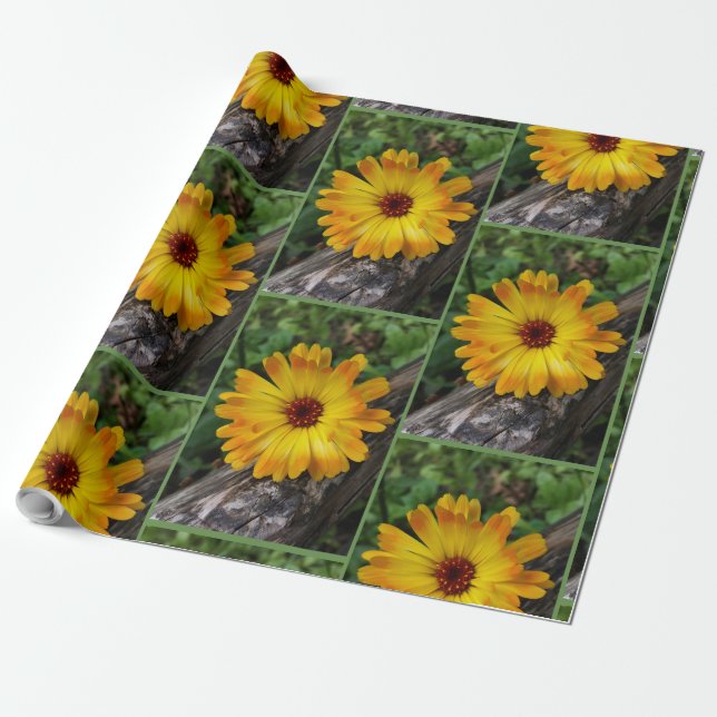 Papier Cadeau marigold sur le journal (Déroulé)