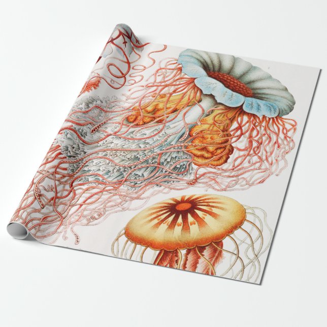 Papier Cadeau Méduse, Discomedusae par Ernst Haeckel (Déroulé)