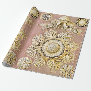 Papier Cadeau Méduses, Discomedusae par Ernst Haeckel