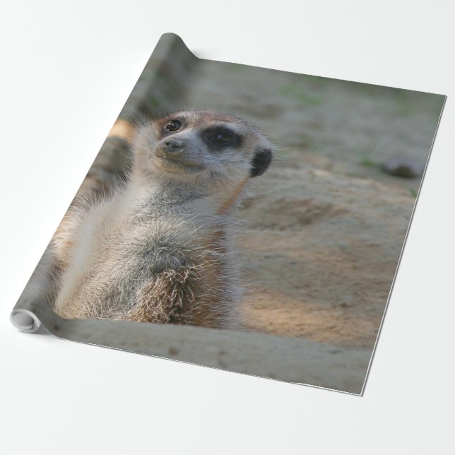 Papier Cadeau Meerkat 004 (Déroulé)