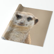 Meerkat_2015_0211