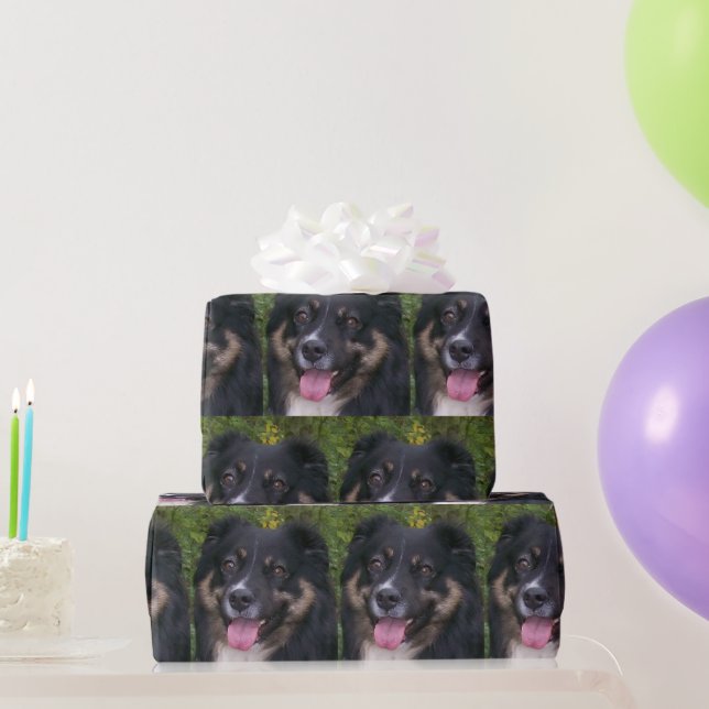 Papier Cadeau Miniature American Shepherd Black Tri (Cadeaux de fête)