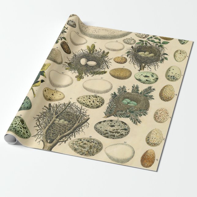 Papier Cadeau OEuf vintage Nid Art Peinture OEufs (Déroulé)