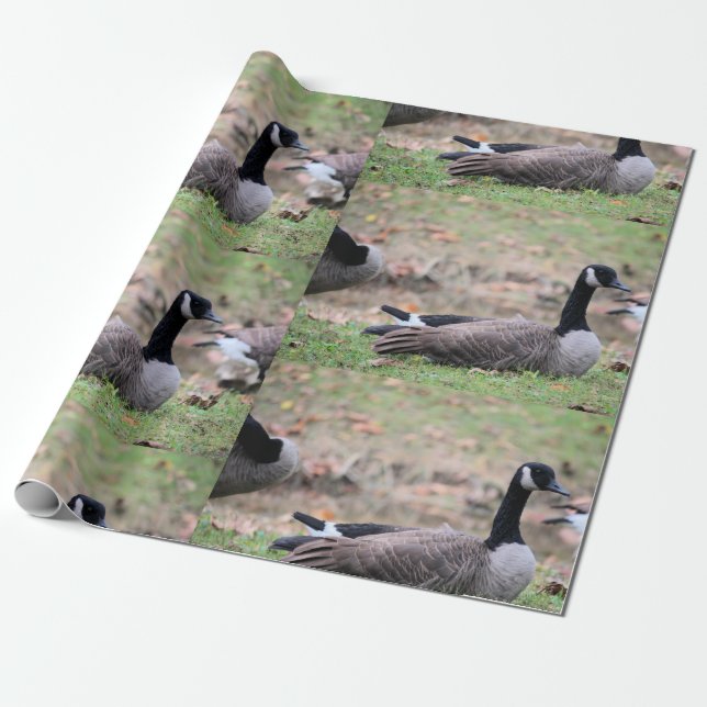 Papier Cadeau Oie (Déroulé)