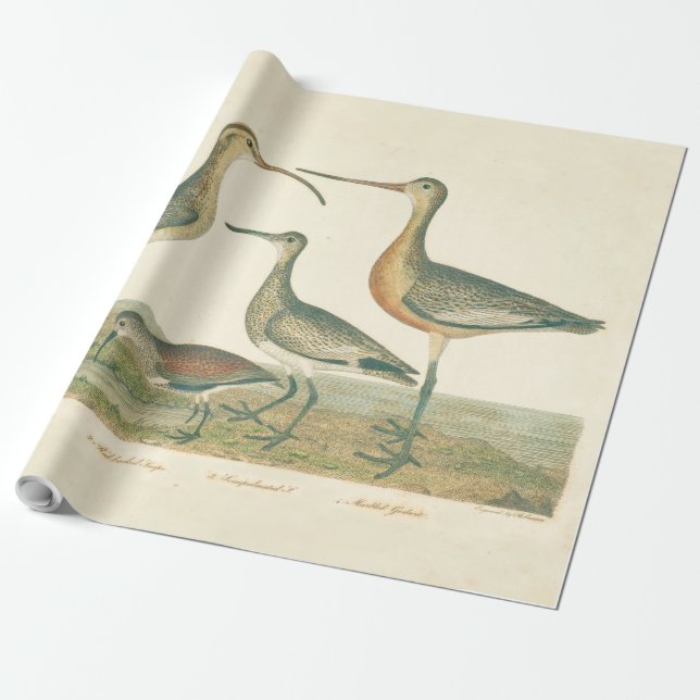 Papier Cadeau Oiseaux de marais Courlis Oiseaux (Déroulé)