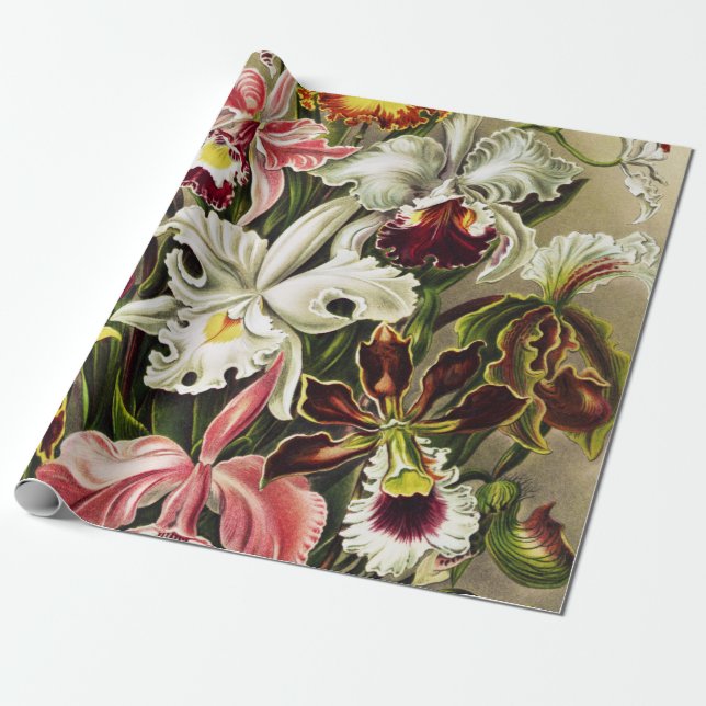 Papier Cadeau Orchidées, Orchideae Denusblumen Ernst Haeckel  (Déroulé)