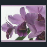 Papier Cadeau Orchidées pourpres élégantes de Cattleya<br><div class="desc">Les orchidées du papa en fleur encore. Papier pourpre d'emballage cadeau d'orchidées de Cattleya. La belles forme et complexité de la fleur et de leurs parfums de attirance ont gagné les coeurs de beaucoup. Photographie originale par riverme*©2009.</div>