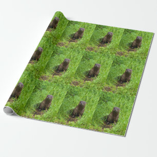 Papier Cadeau Otter