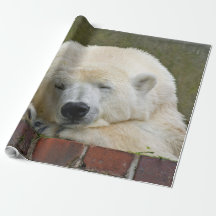 Ours polaire20150501