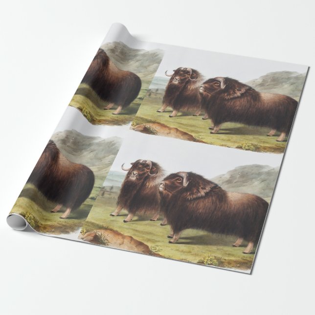 Papier Cadeau Ox musqué (Ovibos moschatus) (Déroulé)