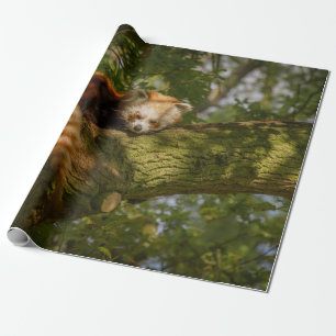 PAPIER CADEAU PANDA ROUGE SUR BRANCHE ARBRE VERT