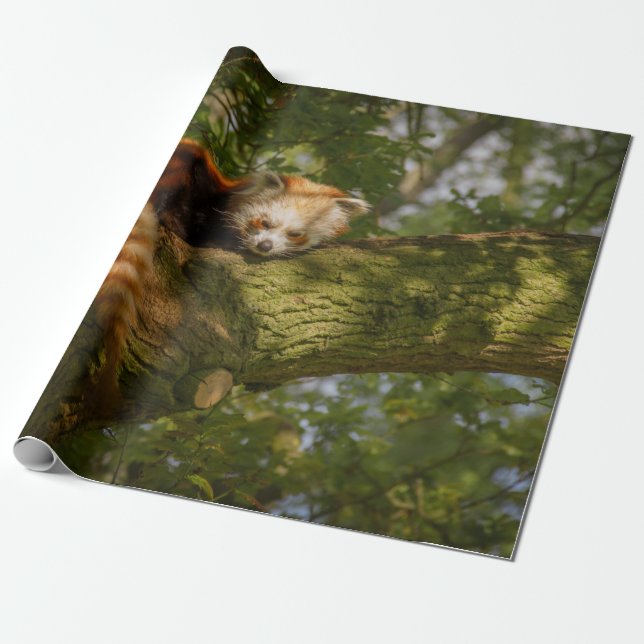 PAPIER CADEAU PANDA ROUGE SUR BRANCHE ARBRE VERT (Déroulé)