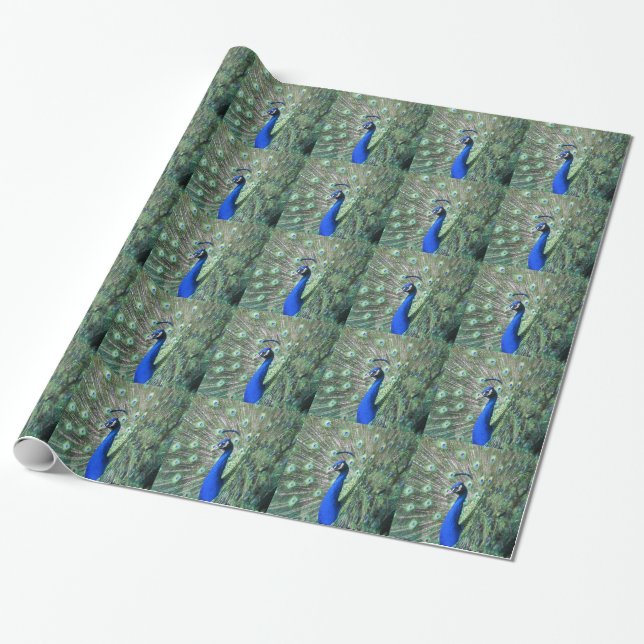 Papier Cadeau Paon fier (Déroulé)
