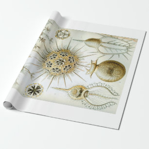 Papier Cadeau Papier d'emballage d'Ernst Haeckel Phaeodaria