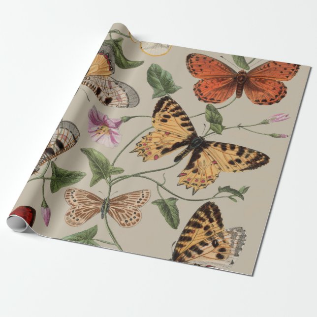 Papier Cadeau Papillon Moth Nature Collection Dessin (Déroulé)