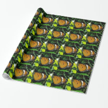 Papillon orange, noir et blanc sur feuille
