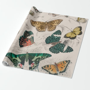 Papier Cadeau Papillons Collection Antique Papillons