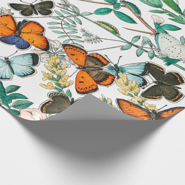 PAPIER CADEAU PAPILLONS DANS LA NATURE (Coin)