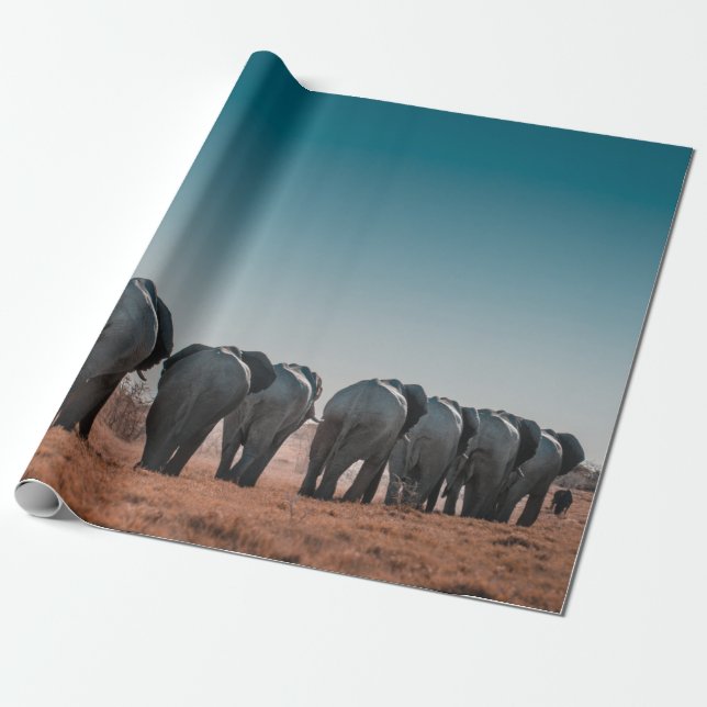 PAPIER CADEAU PARC NATIONAL D'ETOSHA (Déroulé)
