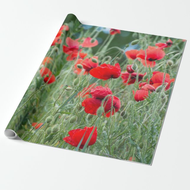 Papier Cadeau Pavot sauvage (Déroulé)
