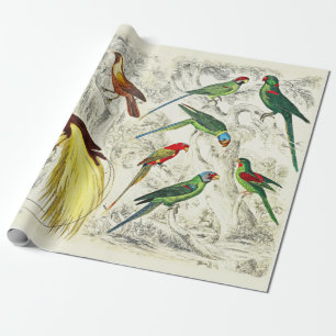 Papier Cadeau Perroquets tropicaux vintages et oiseaux du paradi