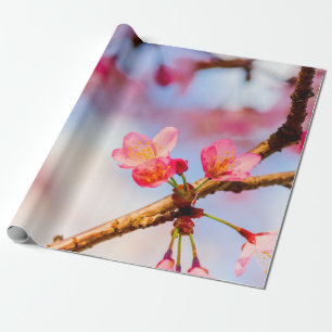 Papier Cadeau Petite Sakura Rose Beautés Au Printemps
