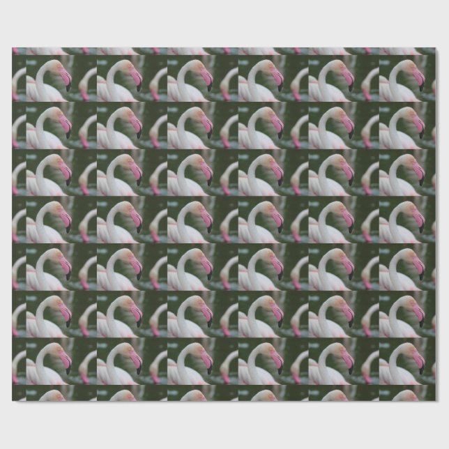 Papier Cadeau Phoenicopterus roseus (Plat)