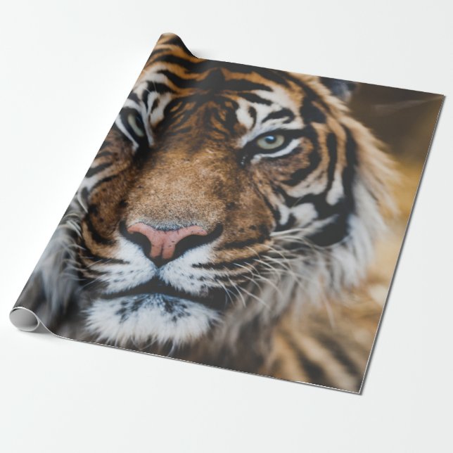 PAPIER CADEAU PHOTO DU VISAGE DE TIGER (Déroulé)