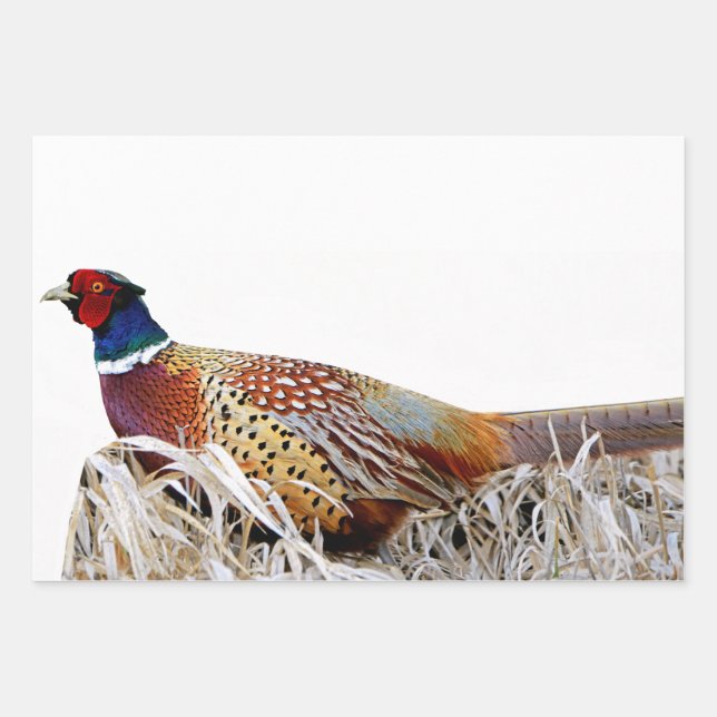 Papier cadeau photo Pheasant à cou à anneaux (Devant)