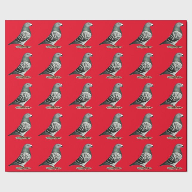 Papier Cadeau Pigeon Show Racer Blue Check (Couture)