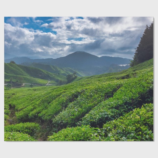 Papier Cadeau Plantation de thé de Cameron Highlands (Plat)