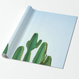 Papier Cadeau Plante cactus vert en arrière - plan blanc