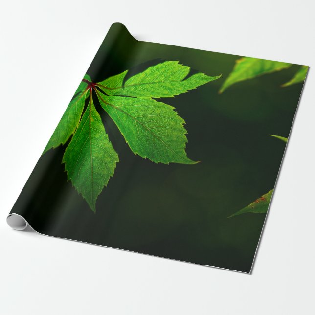 Papier Cadeau Plante de texture motif de la feuille (Déroulé)
