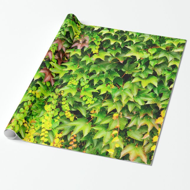Papier Cadeau Plante vert de haie (Déroulé)