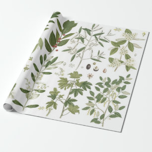 Papier Cadeau Plantes verts vintages