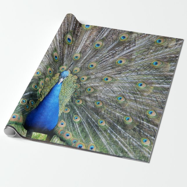 Papier Cadeau Plein plumage de paon bleu (Déroulé)