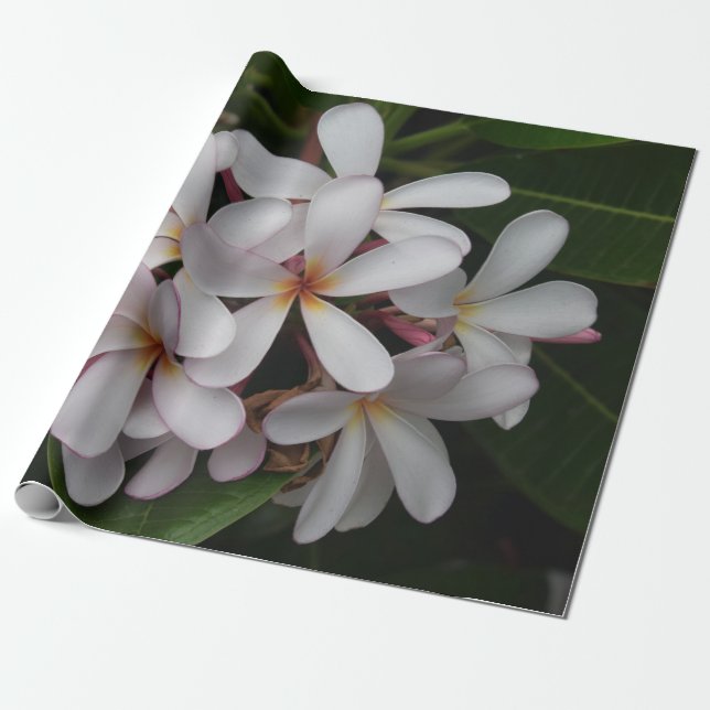 Papier Cadeau Plumeria blanche (Déroulé)