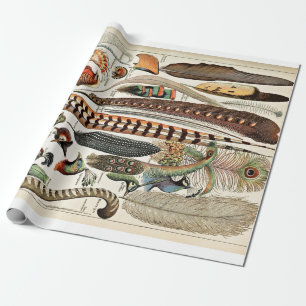 Papier Cadeau Plumes vintages Oiseaux Vieux art illustratif