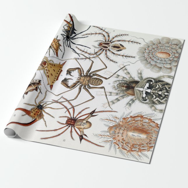 Papier Cadeau Poster d'Ernst Haeckel Arachnida (Déroulé)
